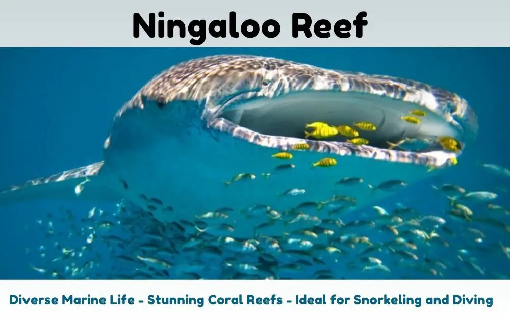 Ningaloo Reef 